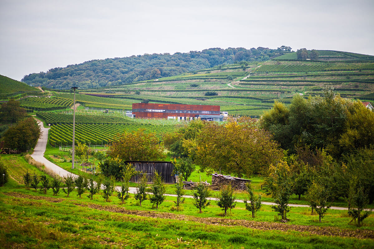 A vineyard in Germany's Wine Growing Region Baden