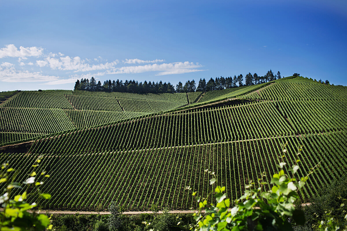 Hillside of vineyards in Germany's Wine Growing Region Baden