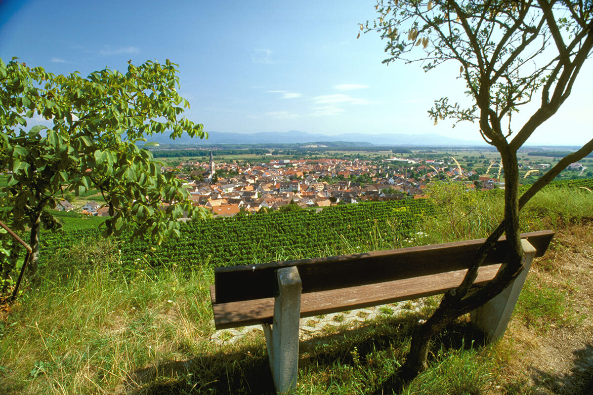 A bench overlooking Germany's Wine Growing Region Baden