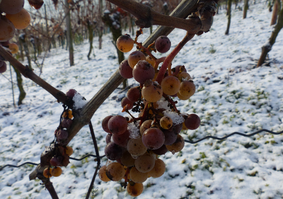 Grapes frozen on a vineyard vine with snow on the ground