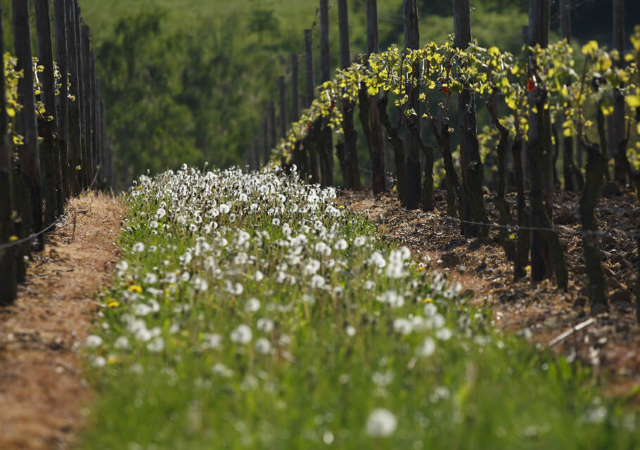 A German Vineyard in the spring with flowers blooming between rows