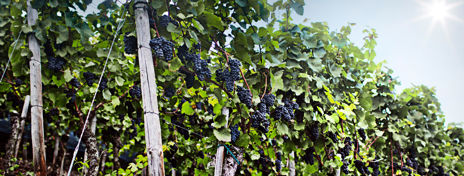 German Wine Types German Wines USA