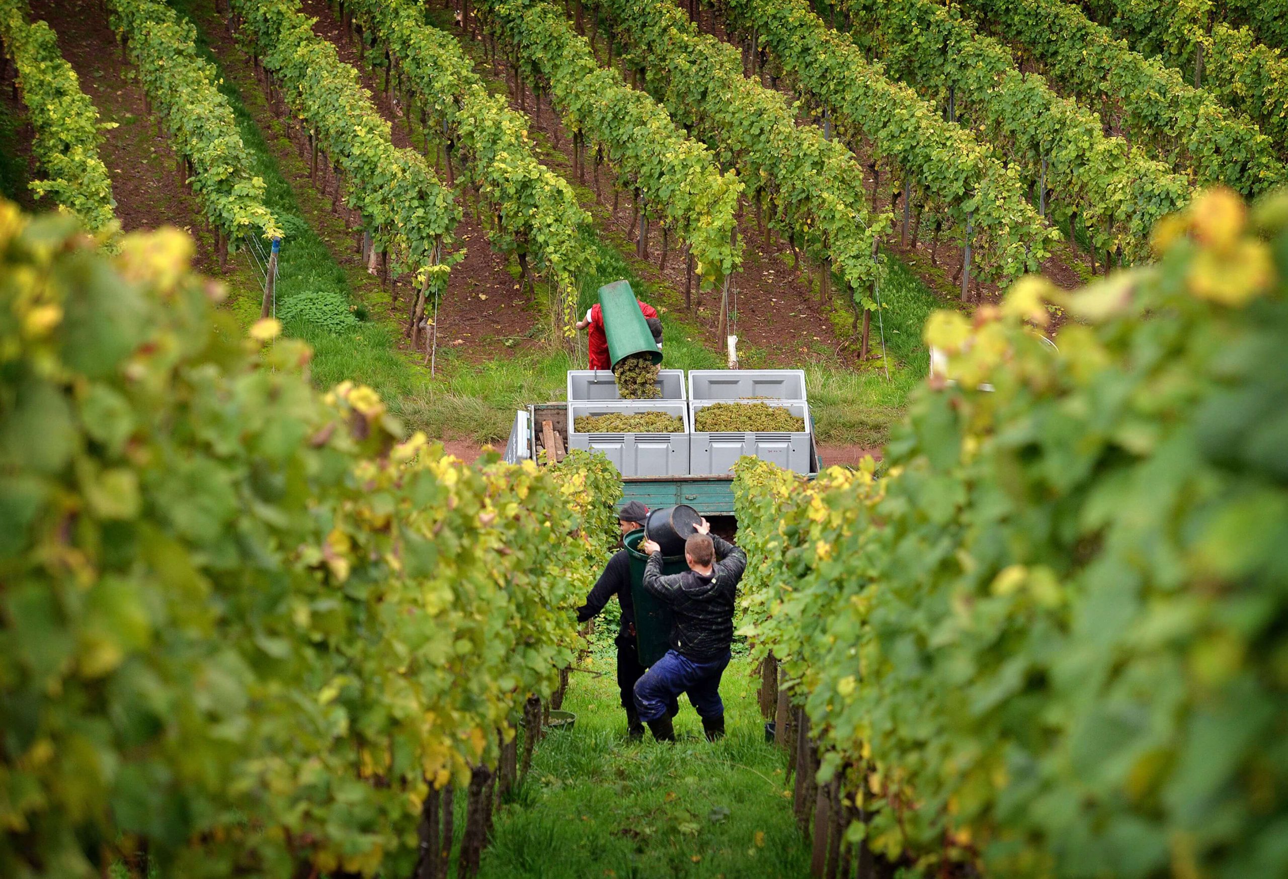 Germany’s 2021 Vintage by Winegrowing Region German Wines USA