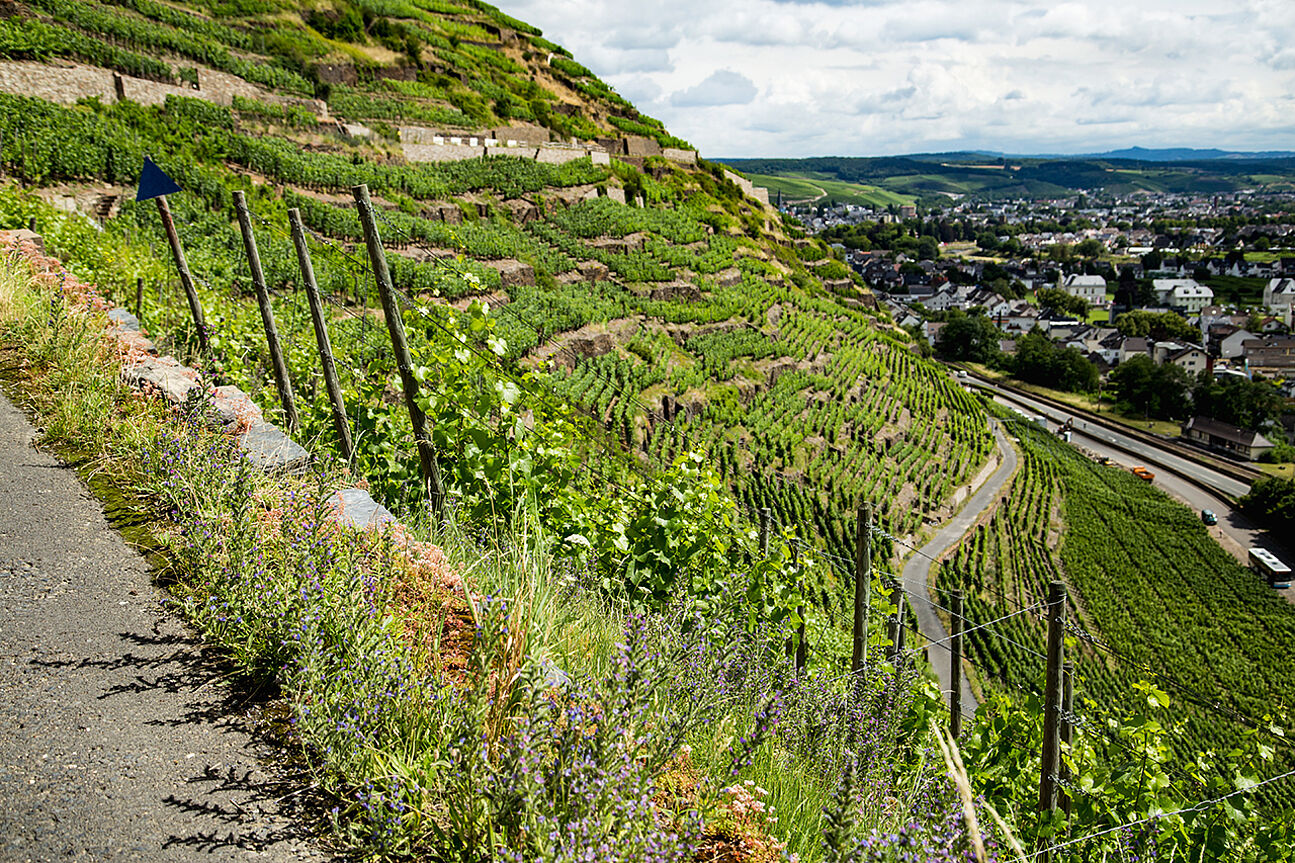 View of steep vineyards from Red Wine Hiking Trail in the Ahr, Germany
