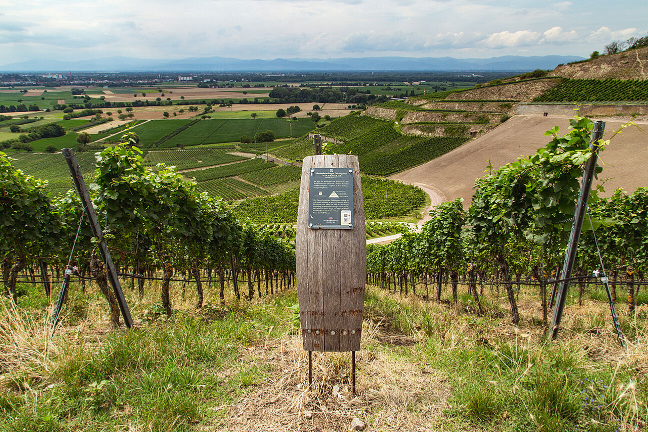 Signpost at Professor Blankenhorn Wine Trail of the Staatsweinguts Freiburg