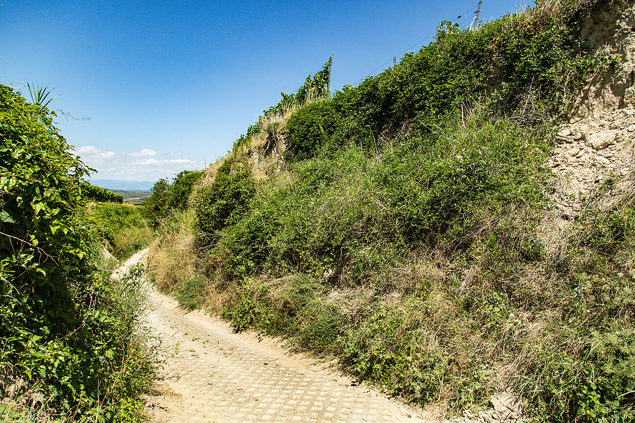 View along Kaiserstühl Loess Hollow Trails in Baden, Germany