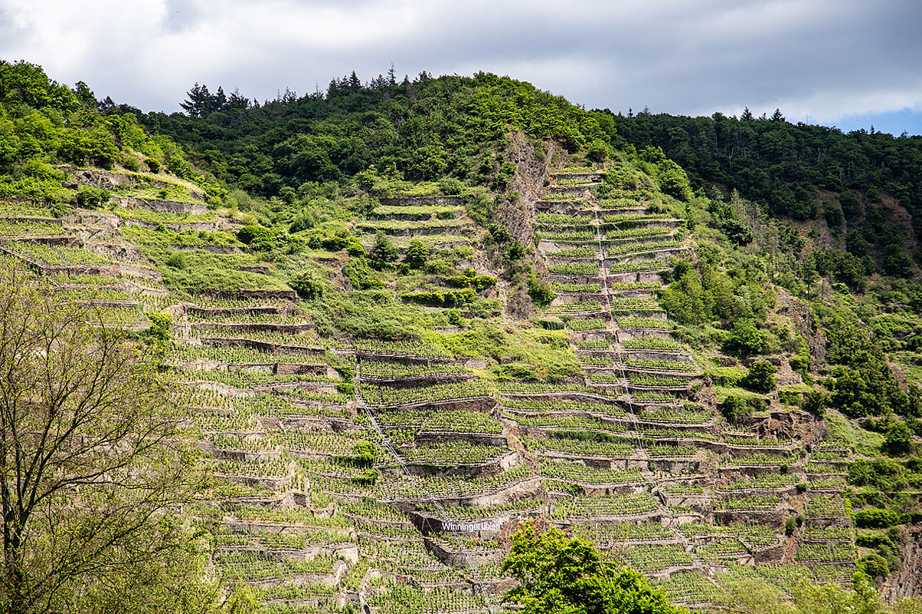 Steep slopes of Winningen Vineyard Terraces near Koblenz in Mosel, Germany