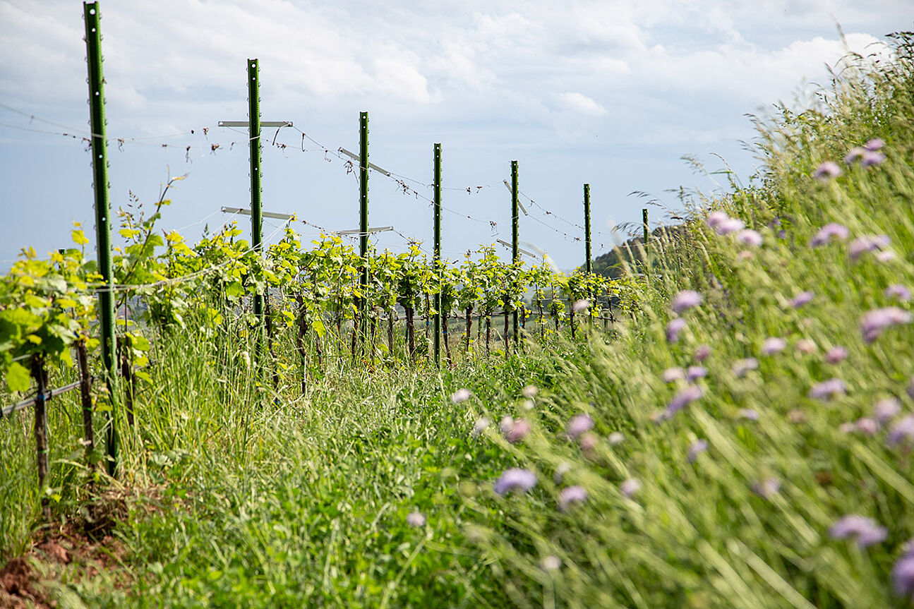 Vine impressions in Wingertsberg Vineyard near St. Martin in Pfalz, Germany