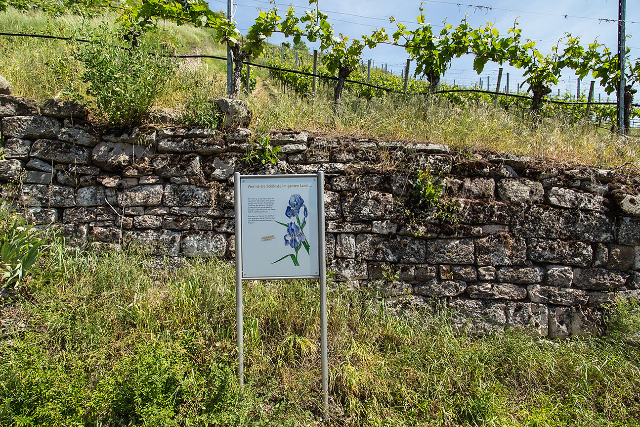 Stone wall and sign at Geigersberg vineyard in Württemberg, Germany